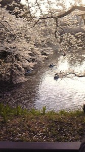 飯田橋　千鳥ヶ淵　桜