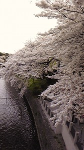 飯田橋　千鳥ヶ淵　桜