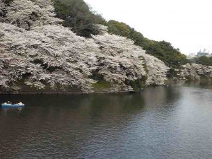 飯田橋　千鳥ヶ淵　桜